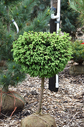 Little Gem Spruce (tree form) (Picea abies 'Little Gem (tree form)') at Make It Green Garden Centre