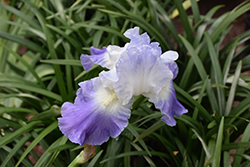 Clarence Iris (Iris 'Clarence') at Make It Green Garden Centre