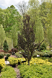 Red Fox Katsura Tree (Cercidiphyllum japonicum 'Rotfuchs') at Make It Green Garden Centre