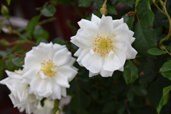 Flower Carpet White Rose (Rosa 'Flower Carpet White') at Make It Green Garden Centre