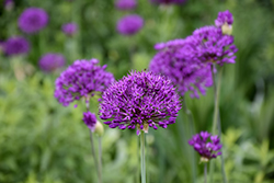 Purple Sensation Ornamental Onion (Allium 'Purple Sensation') at Make It Green Garden Centre