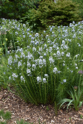 Narrow-Leaf Blue Star (Amsonia hubrichtii) at Make It Green Garden Centre