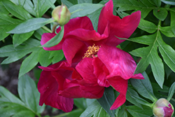 Scarlet Heaven Itoh Peony (Paeonia 'Scarlet Heaven') at Make It Green Garden Centre