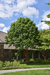 Paperbark Maple (Acer griseum) at Make It Green Garden Centre
