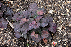 Mocha Coral Bells (Heuchera 'Mocha') at Lurvey Garden Center