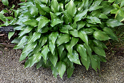 Lanceleaf Hosta (Hosta lancifolia) at Make It Green Garden Centre