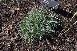 Blue Zinger Blue Sedge (Carex flacca 'Blue Zinger') at Make It Green Garden Centre