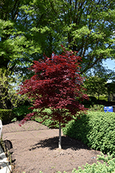 Fireglow Japanese Maple (Acer palmatum 'Fireglow') at Lurvey Garden Center