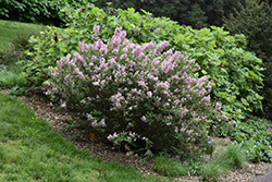 Fairytale Tinkerbelle Lilac (Syringa 'Bailbelle') at Make It Green Garden Centre