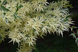 Butterfly Variegated Japanese Maple (Acer palmatum 'Butterfly') at Make It Green Garden Centre
