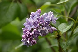 Wonderblue Lilac (Syringa vulgaris 'Wonderblue') at Make It Green Garden Centre