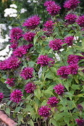 Grand Parade Beebalm (Monarda 'Grand Parade') at Make It Green Garden Centre