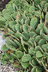 Prickly Pear Cactus (Opuntia humifusa) at Make It Green Garden Centre