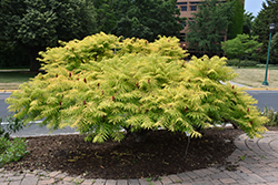 Tiger Eyes Sumac (Rhus typhina 'Bailtiger') at Lurvey Garden Center