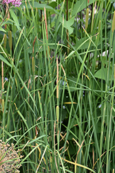 Miniature Cattail (Typha minima) at Make It Green Garden Centre