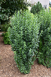 Straight Talk Privet (Ligustrum vulgare 'Swift') at Make It Green Garden Centre
