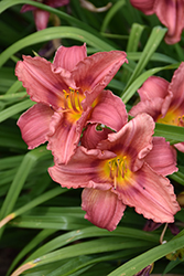 Happy Ever Appster Rosy Returns Daylily (Hemerocallis 'Rosy Returns') at Make It Green Garden Centre