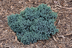 Blue Star Juniper (Juniperus squamata 'Blue Star') at Make It Green Garden Centre