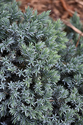 Blue Star Juniper (Juniperus squamata 'Blue Star') at Lurvey Garden Center