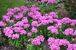 Flame Pink Garden Phlox (Phlox paniculata 'Flame Pink') at Lurvey Garden Center