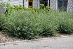 Dwarf Arctic Willow (Salix purpurea 'Nana') at Make It Green Garden Centre
