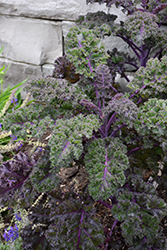 Redbor Kale (Brassica oleracea var. acephala 'Redbor') at Make It Green Garden Centre