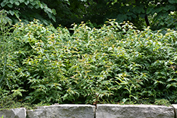 Bush Honeysuckle (Diervilla lonicera) at Make It Green Garden Centre