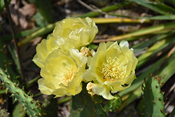 Prickly Pear Cactus (Opuntia humifusa) at Make It Green Garden Centre