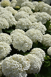 Incrediball Hydrangea (Hydrangea arborescens 'Abetwo') at Make It Green Garden Centre