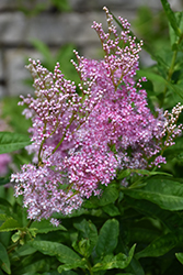 Venusta Queen Of The Prairie (Filipendula rubra 'Venusta') at Make It Green Garden Centre