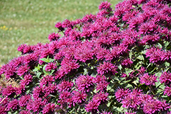 Grand Marshall Beebalm (Monarda 'Grand Marshall') at Make It Green Garden Centre