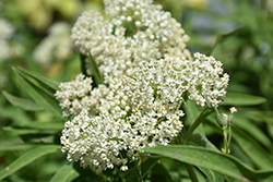 Ice Ballet Milkweed (Asclepias incarnata 'Ice Ballet') at Lurvey Garden Center