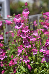 Red Rocks Beard Tongue (Penstemon x mexicali 'Red Rocks') at Make It Green Garden Centre