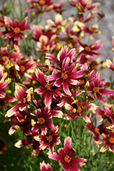Satin & Lace Red Chiffon Tickseed (Coreopsis 'Red Chiffon') at Make It Green Garden Centre