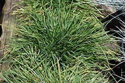 Pixie Fountain Tufted Hair Grass (Deschampsia cespitosa 'Pixie Fountain') at Make It Green Garden Centre