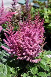 Little Vision In Pink Chinese Astilbe (Astilbe chinensis 'Little Vision In Pink') at Make It Green Garden Centre