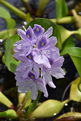 Water Hyacinth (Eichhornia crassipes) at Make It Green Garden Centre