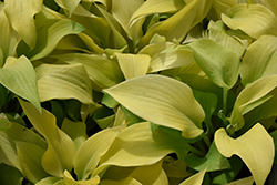 Prairie Moon Hosta (Hosta 'Prairie Moon') at Make It Green Garden Centre