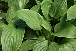 Humpback Whale Hosta (Hosta 'Humpback Whale') at Make It Green Garden Centre