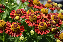 Mariachi Salsa Sneezeweed (Helenium autumnale 'Salsa') at Make It Green Garden Centre