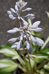 Cool As A Cucumber Hosta (Hosta 'Cool As A Cucumber') at Make It Green Garden Centre