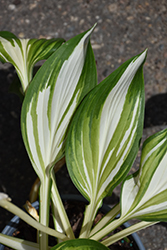 Cool As A Cucumber Hosta (Hosta 'Cool As A Cucumber') at Make It Green Garden Centre