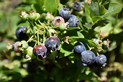 Jelly Bean Blueberry (Vaccinium 'ZF06-179') at Make It Green Garden Centre