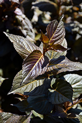 Tuxedo Weigela (Weigela 'Velda') at Make It Green Garden Centre