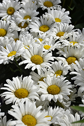Daisy May Shasta Daisy (Leucanthemum x superbum 'Daisy Duke') at Make It Green Garden Centre