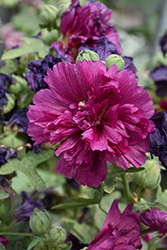 Queeny Purple Hollyhock (Alcea rosea 'Queeny Purple') at Make It Green Garden Centre