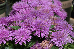 Grand Parade Beebalm (Monarda 'Grand Parade') at Make It Green Garden Centre