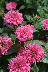 Bubblegum Blast Beebalm (Monarda 'Bubblegum Blast') at Make It Green Garden Centre