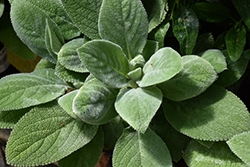 Giant Lamb's Ears (Stachys byzantina 'Big Ears') at Lurvey Garden Center