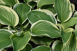 Royal Wedding Hosta (Hosta 'Royal Wedding') at Make It Green Garden Centre